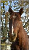 Horse 3..