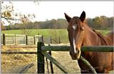 Horse named Cash..