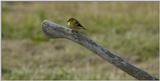 this mornings birds 3..