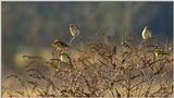 this mornings birds...