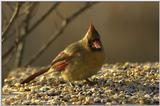 Cardinal (this morning)..
