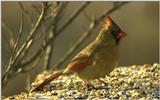 Cardinal #2 this morning..