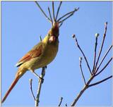 Lady Bird...