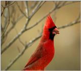 This Mornings Cardinal 2..