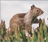 Souvenirs from California - Squirrel on the lookout - La Jolla Beach, San Diego