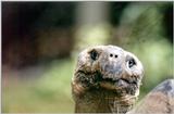 Galapagos Tortoise Auckland Zoo