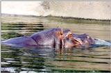 Hippo Auckland Zoo