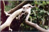 Kookaburra Auckland Zoo