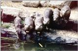 Otters - Auckland Zoo