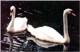 Swans - Auckland Zoo