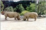 Rhino Auckland Zoo