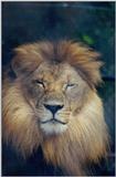 Lion - Zoo World, Panama City, Florida