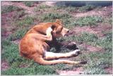 Lioness - St Louis Zoo, Missouri