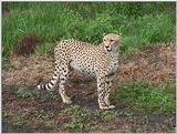Cheetah - Jacksonville Zoo, Florida #2