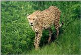 Cheetah - Jacksonville Zoo, Florida #3