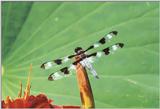 Dragonfly - Sacramento Zoo, CA