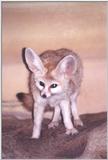 Fennec Fox - St Louis Zoo, Missouri