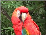 Macaw - Zoo World, Panama City, Florida