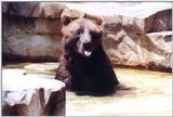 Brown Bear - St Louis Zoo, Missouri