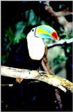 Keel-billed Toucan - El Paso Zoo, Texas