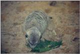 Meerkat - Jacksonville Zoo, Florida #1