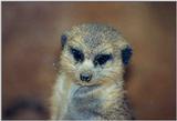 Meerkat - Jacksonville Zoo, Florida #2