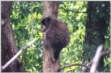 Porcupine - Wichita Zoo, Kansas