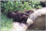 North American River Otter #2 - Wichita Zoo, Kansas