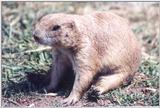 Prairie Dog - Manhattan Zoo, Manhattan Kansas