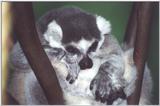 Ring-tailed Lemur - Syracuse Zoo, New York