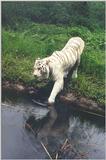 Tiger # 3 Jacksonville Zoo, Florida (White Tiger)