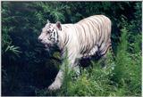 Tiger #5 Jacksonville Zoo, Florida (White Tiger)