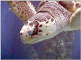 VA Beack Living Museum - Turtle