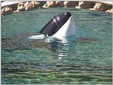 Orca at Vancouver Aquarium #1