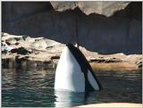 Orca at Vancouver Aquarium #2