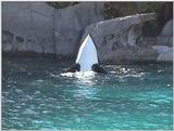 Orca at Vancouver Aquarium #4