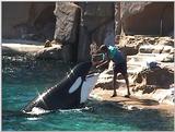 Orca at Vancouver Aquarium # 5