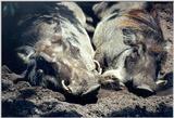 Warthogs - Jacksonville Zoo, Florida