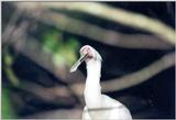 Spoonbill - Jacksonville Zoo, Florida