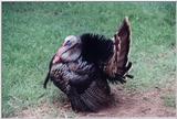 Wild Turkey, Wichita Zoo, Kansas