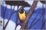 Yellow- or Golden-breasted Starling - National Aviary, Pittsburgh, Pennsylvania