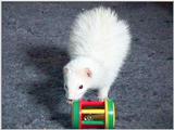 Dark Eyed White Ferret