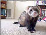 Sable Ferret # 1