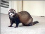 Sable Ferret # 2