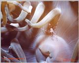 Great macro shot taken in Saba