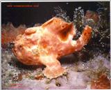 What a great shot of a Frogfish taken in Saba