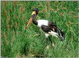 Saddle-Billed Stork - Ephippiorhynchus senegalensis