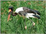 Bird - Please identify the species -- Saddle-billed Stork (Ephippiorhynchus senegalensis)