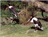 Hagenbeck Zoo aviary - can anyone name these two beauties? -- Saddle-billed Storks, Ephippiorhyn...