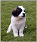 Re: Saint Bernards - stbernard puppy.jpg